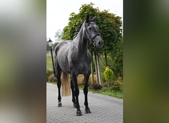 Westfaliano, Yegua, 4 años, 167 cm, Tordo rodado