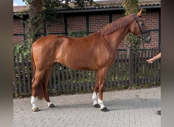 Westfaliano, Yegua, 4 años, 168 cm, Alazán