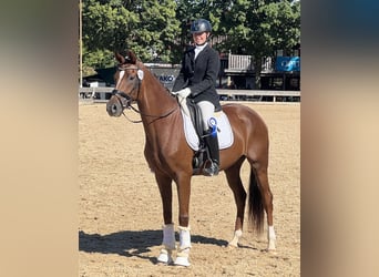 Westfaliano, Yegua, 4 años, 168 cm, Alazán-tostado