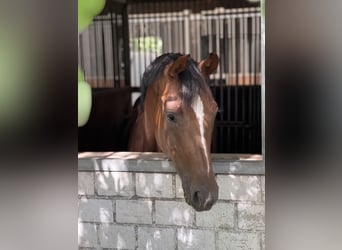 Westfaliano, Yegua, 4 años, 168 cm, Alazán-tostado