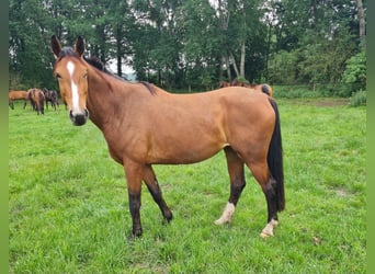 Westfaliano, Yegua, 4 años, 168 cm, Castaño