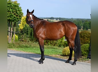 Westfaliano, Yegua, 4 años, 168 cm, Castaño