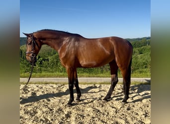 Westfaliano, Yegua, 4 años, 168 cm, Castaño