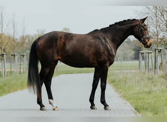 Westfaliano, Yegua, 4 años, 168 cm, Castaño oscuro