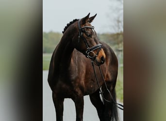 Westfaliano, Yegua, 4 años, 168 cm, Castaño oscuro