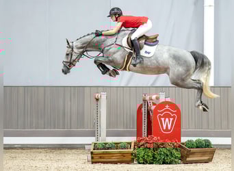 Westfaliano, Yegua, 4 años, 168 cm, Castaño oscuro