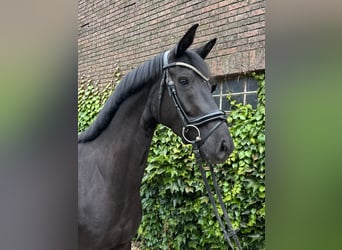 Westfaliano, Yegua, 4 años, 168 cm, Negro