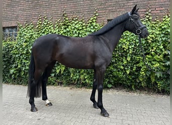 Westfaliano, Yegua, 4 años, 168 cm, Negro