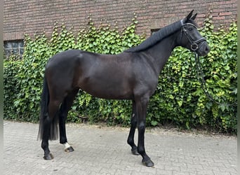 Westfaliano, Yegua, 4 años, 168 cm, Negro