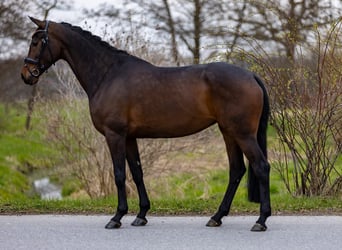 Westfaliano, Yegua, 4 años, 169 cm, Castaño