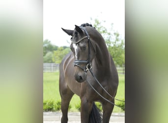 Westfaliano, Yegua, 4 años, 169 cm, Castaño oscuro