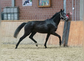 Westfaliano, Yegua, 4 años, 169 cm, Negro