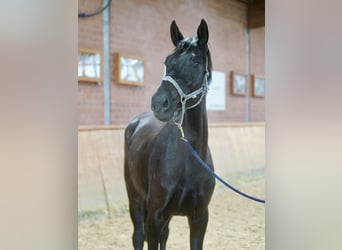 Westfaliano, Yegua, 4 años, 169 cm, Negro