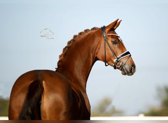Westfaliano, Yegua, 4 años, 170 cm, Alazán-tostado