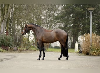Westfaliano, Yegua, 4 años, 170 cm, Castaño