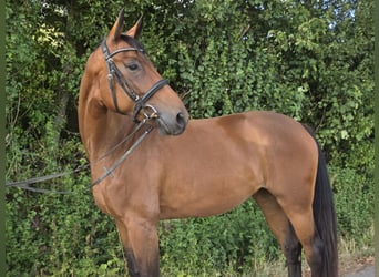 Westfaliano, Yegua, 4 años, 170 cm, Castaño