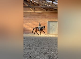 Westfaliano, Yegua, 4 años, 170 cm, Castaño