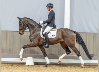 Westfaliano, Yegua, 4 años, 170 cm, Castaño