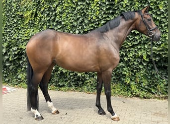 Westfaliano, Yegua, 4 años, 170 cm, Castaño