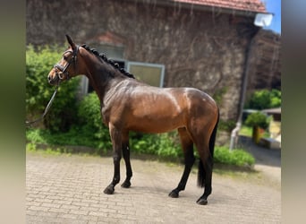 Westfaliano, Yegua, 4 años, 170 cm, Castaño oscuro