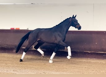 Westfaliano, Yegua, 4 años, 170 cm, Castaño oscuro