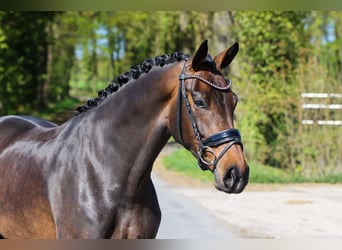 Westfaliano, Yegua, 4 años, 170 cm, Castaño oscuro