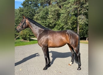 Westfaliano, Yegua, 4 años, 170 cm, Castaño oscuro