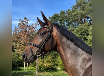 Westfaliano, Yegua, 4 años, 170 cm, Castaño oscuro