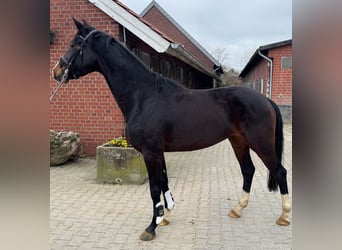 Westfaliano, Yegua, 4 años, 170 cm, Castaño oscuro