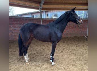 Westfaliano, Yegua, 4 años, 170 cm, Castaño oscuro