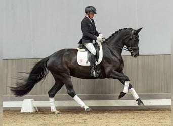 Westfaliano, Yegua, 4 años, 170 cm, Negro
