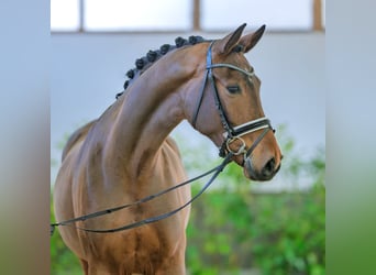 Westfaliano, Yegua, 4 años, 171 cm, Castaño