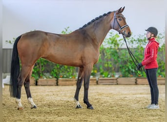 Westfaliano, Yegua, 4 años, 171 cm, Castaño