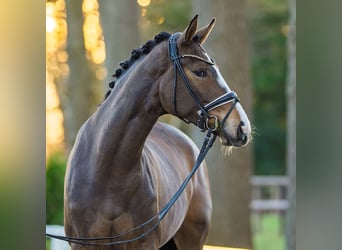 Westfaliano, Yegua, 4 años, 171 cm, Castaño oscuro
