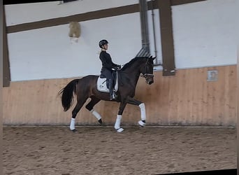 Westfaliano, Yegua, 4 años, 172 cm, Castaño oscuro