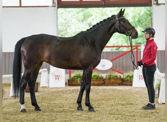 Westfaliano, Yegua, 4 años, 172 cm, Castaño oscuro