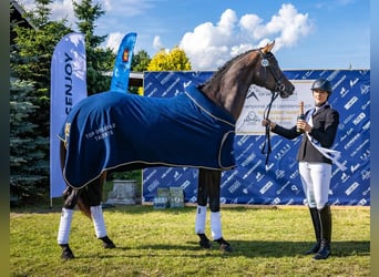 Westfaliano, Yegua, 4 años, 172 cm, Castaño oscuro