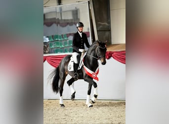 Westfaliano, Yegua, 4 años, 172 cm, Castaño oscuro