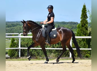 Westfaliano, Yegua, 4 años, 172 cm, Castaño oscuro