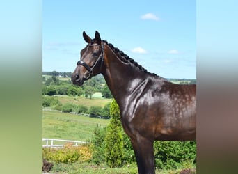 Westfaliano, Yegua, 4 años, 172 cm, Castaño oscuro