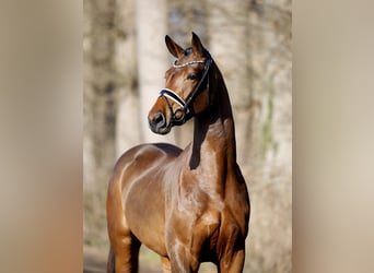 Westfaliano, Yegua, 4 años, 173 cm, Castaño