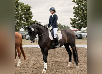 Westfaliano, Yegua, 4 años, 173 cm, Castaño oscuro
