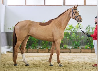 Westfaliano, Yegua, 4 años, 174 cm, Alazán
