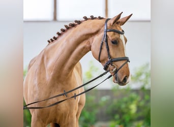 Westfaliano, Yegua, 4 años, 174 cm, Alazán