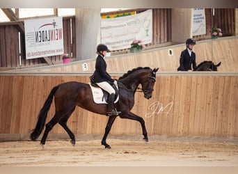 Westfaliano, Yegua, 4 años, 175 cm, Castaño