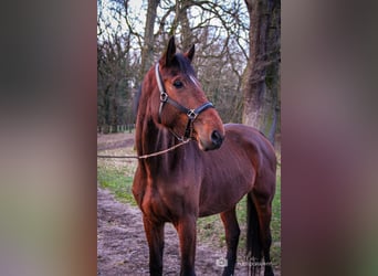 Westfaliano, Yegua, 4 años, 176 cm, Castaño