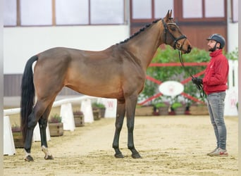 Westfaliano, Yegua, 4 años, Castaño