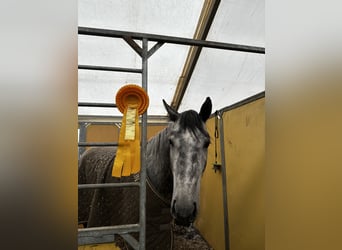 Westfaliano, Yegua, 4 años, Tordo rodado