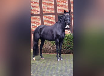 Westfaliano, Yegua, 5 años, 158 cm, Negro