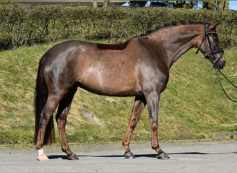 Westfaliano, Yegua, 5 años, 161 cm, Alazán-tostado